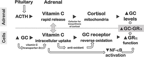 Research supporting Vitamin C
